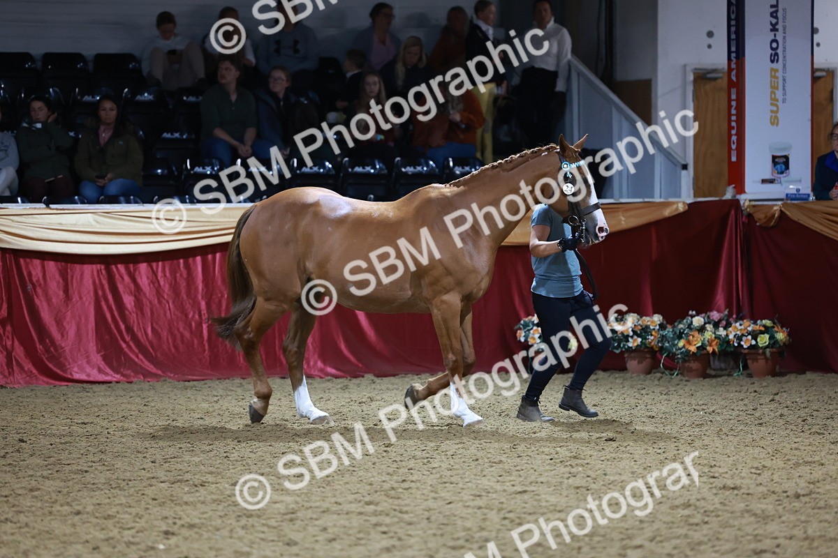 SBM_20628 - Class I - Ridden Pony Champ