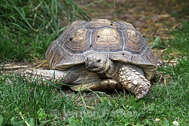 Giant African Tortoise - Wildlife