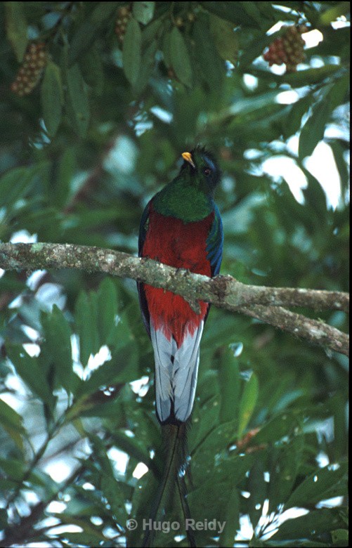  - Birds in the Wild