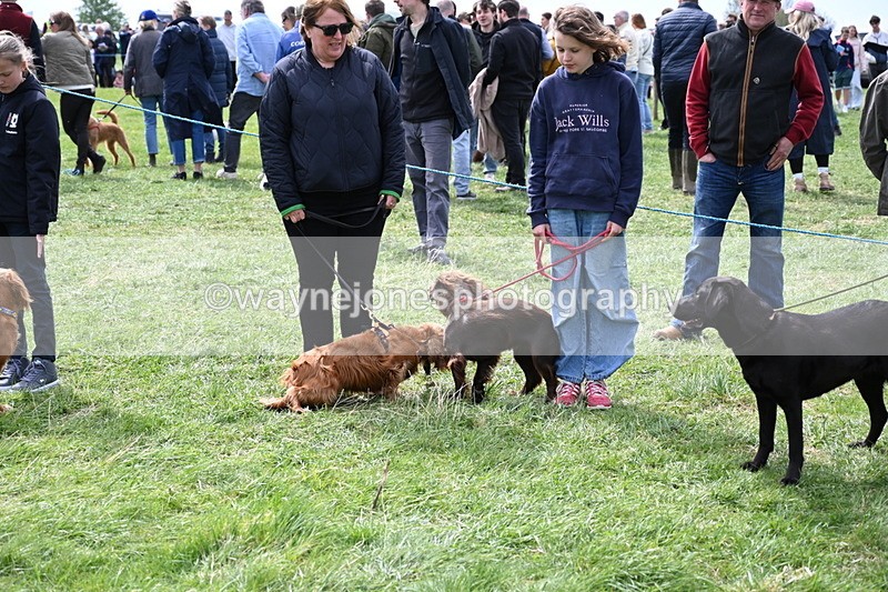 WJ6_8716 - Class 8 Best Working / Gun Dog or Bitch