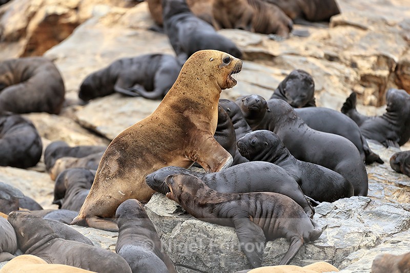 Sea Lion (female) overseeing pups, Chile - Sea Lion