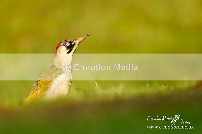 Green Woodpecker F 221008 - Nature