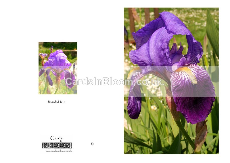 001  Bearded Iris - THE IRIS CARD COLLECTION