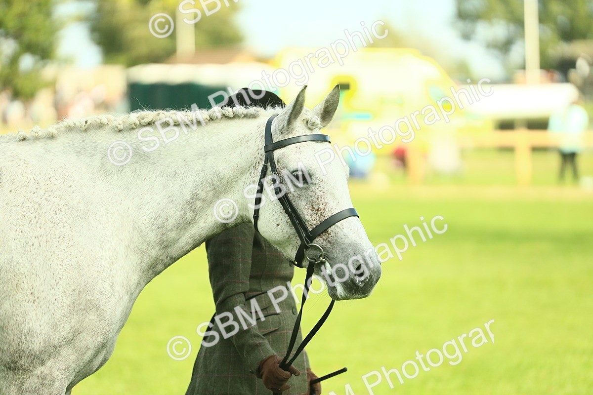 SBM_52135 - S33 - Working Hunter & Working Show Horse