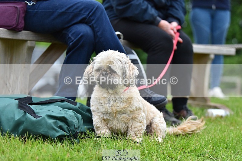 240523-193450-06590 - Candid and Saturday Hobby Horse