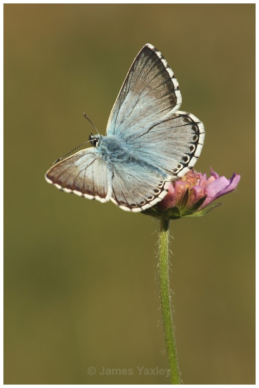 Chalk-hill Blue on Scabious 2 - Butterflies, Dragonflies and Demoiselles