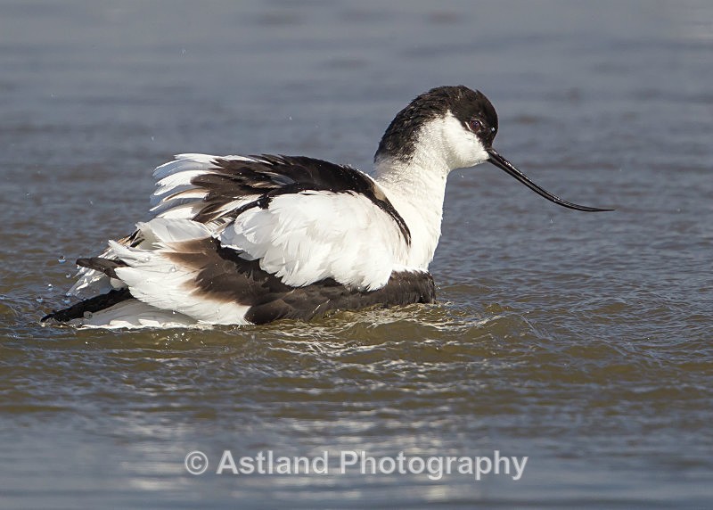 Astland Photography, Bird and Wildlife Images, Susan and Peter Wilson, U.K.