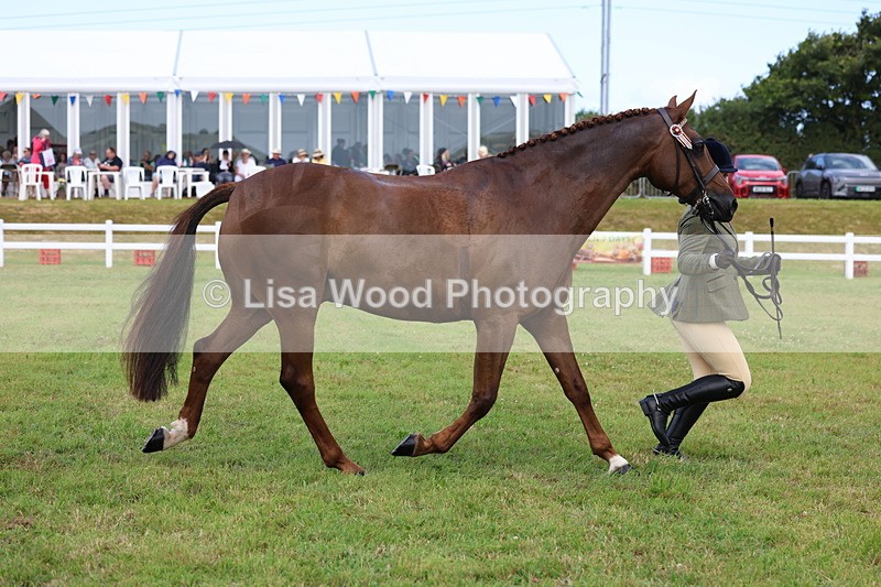 3E7A1100 - Class 8: Open Riding Horse/Hack