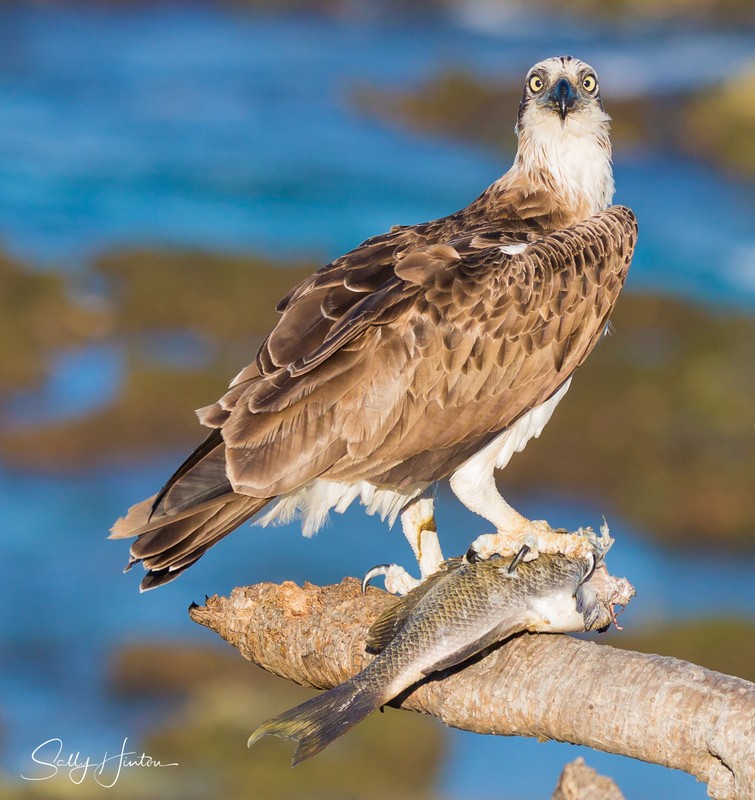 Osprey with Luderick 6