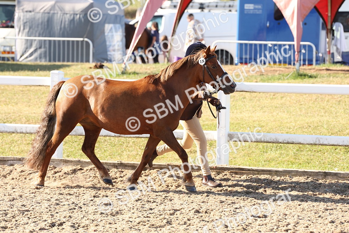SBM_11644 - Class 203 - Young Handler 11 to 16 years