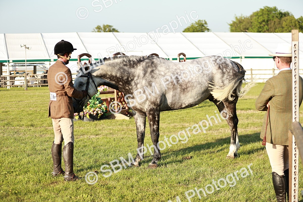 SBM_20519 - Class 117-119 - Sport Horse Working Hunter