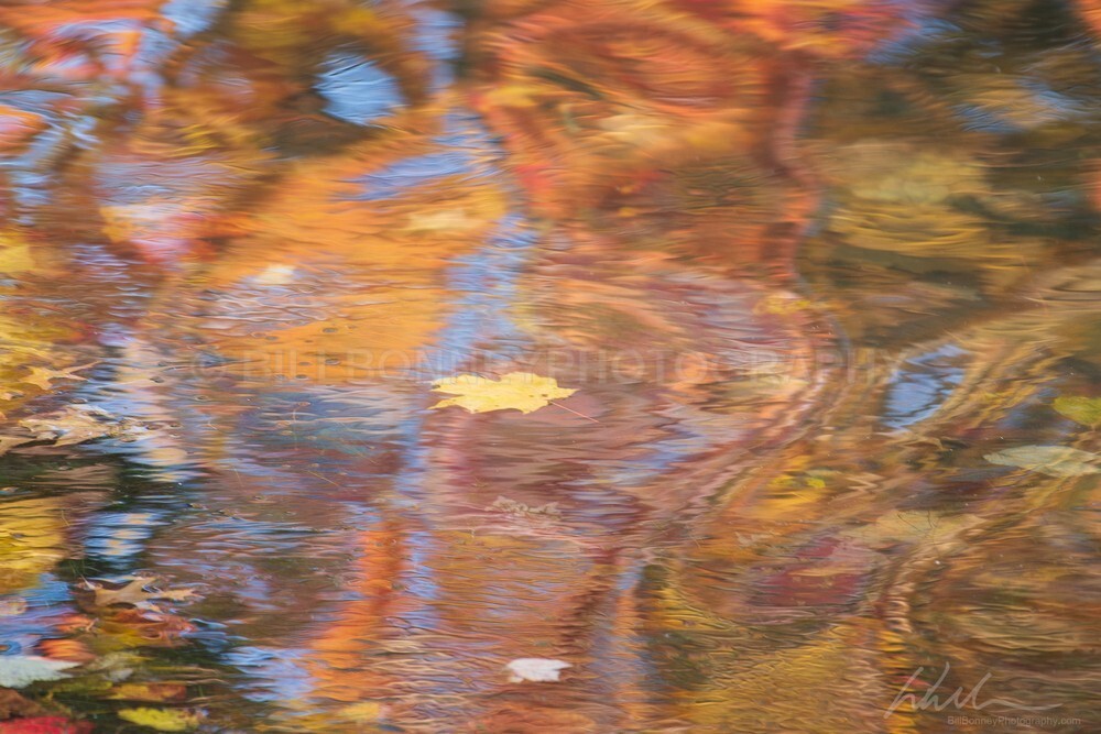 DSC_7269-2 - Autumn