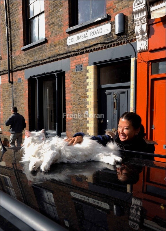 COLUMBIA ROAD - GILBERT THE CAT - Frank Doran
