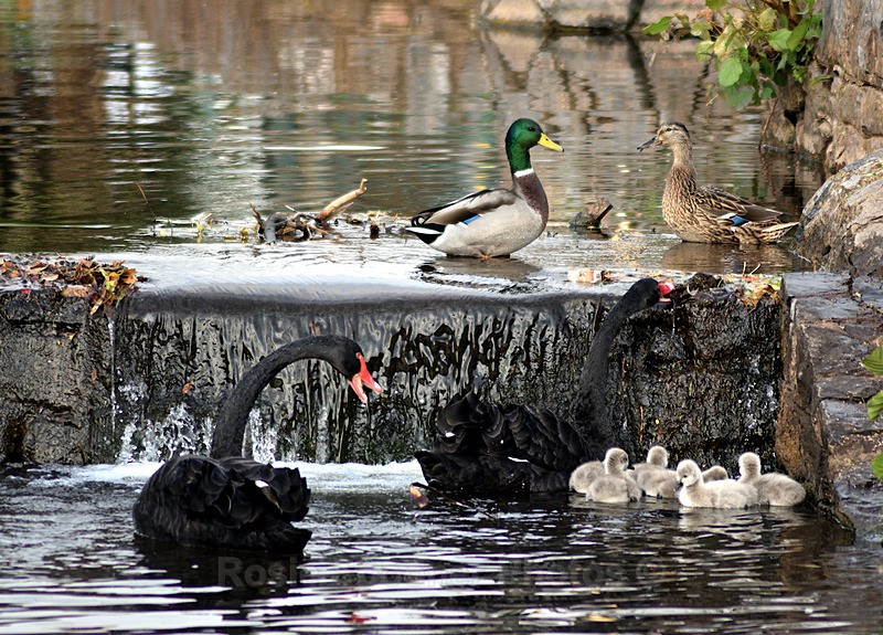  - Dawlish (mainly black swans)