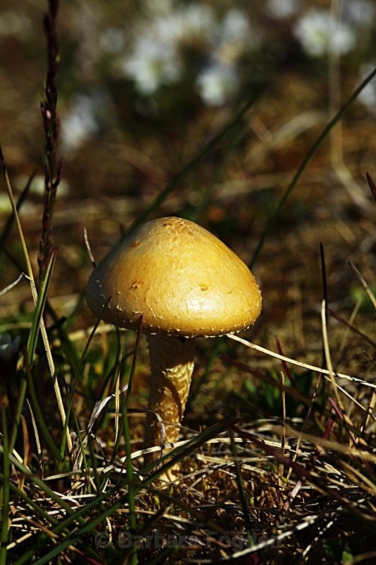 Mushroom 2721 - Summer time