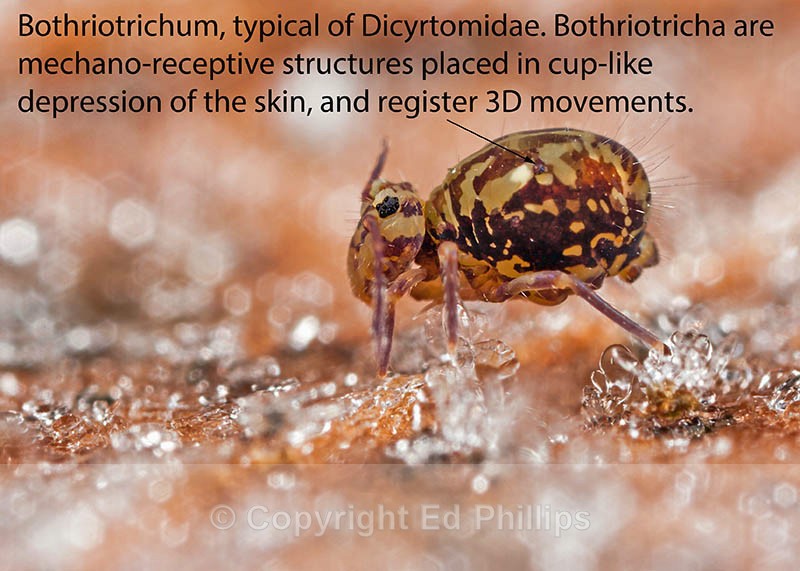 Dicyrtomina saundersi (f) - Dicyrtomina saundersi