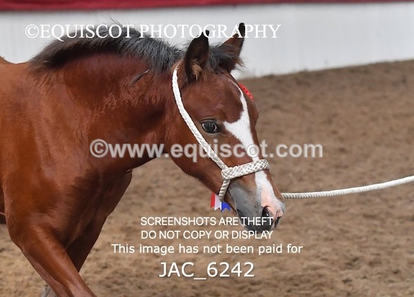JAC_6242 - 17 Avonmore Little Maeda