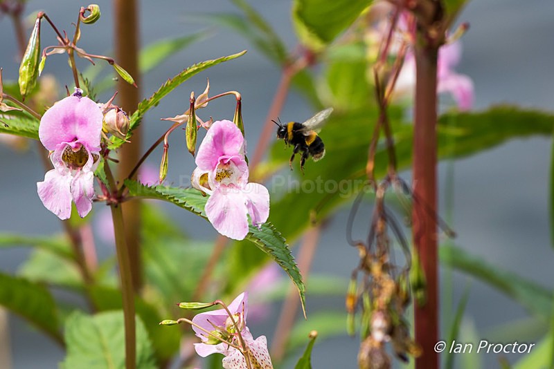Buzzing Amongst the Flowers - Nature