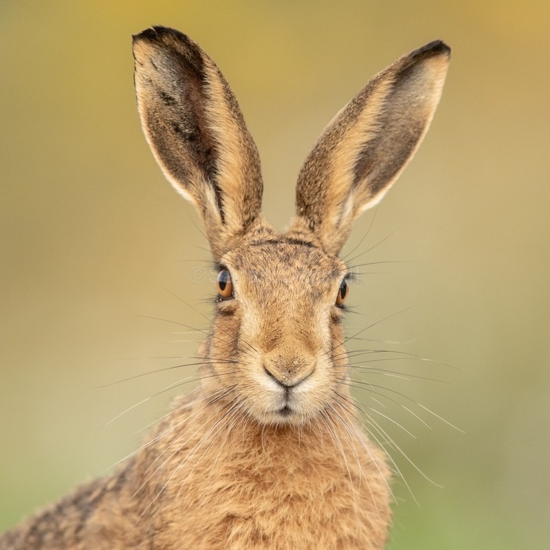 Hare SD2259 - Greeting Cards
