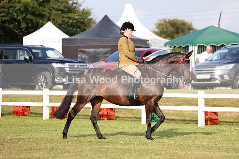 3E7A7641 - Class 1: Rising Star Small Hack/Riding Horses