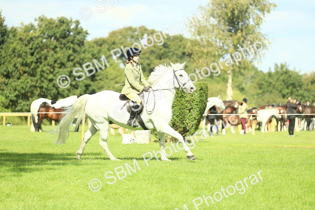 SBM_44538 - S30 - M&M Working hunter Pony