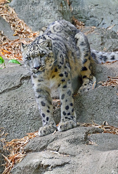 Mr. Snow Leopard - Animals