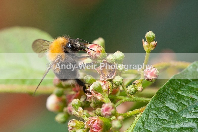 20120610-_MG_0360 - Insects