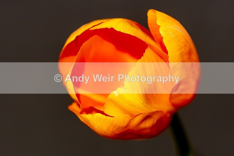 190419-untitled-1L4A0873-Edit - Plants & Flowers