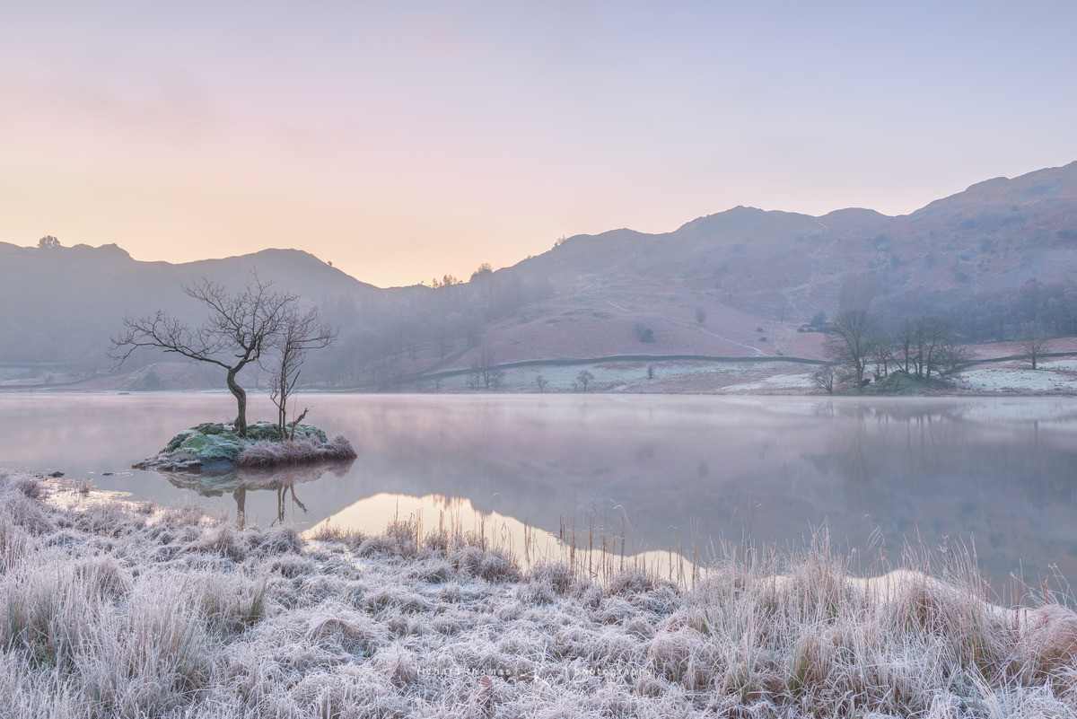 Tree on an island Rydal Water Lake District national park