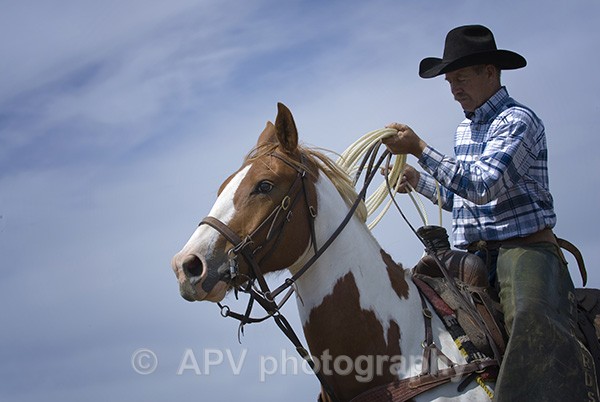Wrangler.. - Horses'n'Ponies
