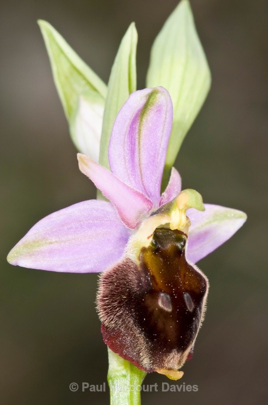 Tyrhennian Ophrys (Ophrys tyrrhena) - Orchids - Ophrys