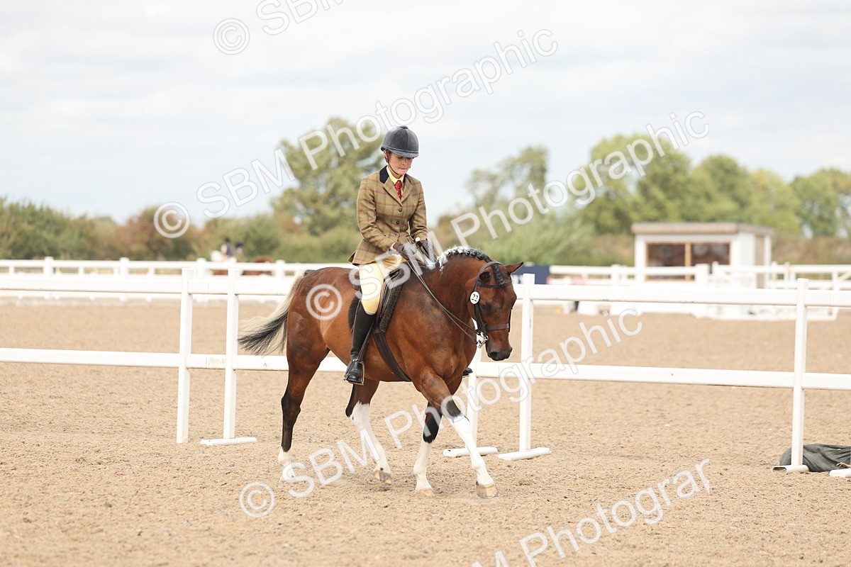 SBM_15959 - Class 311 - Ridden Show pony-Show hunter Pony