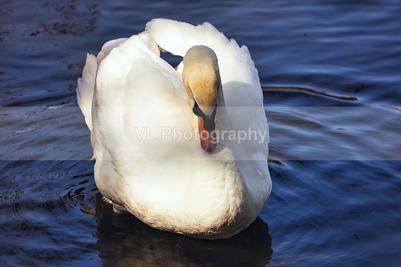 Swan - Animals and Birds