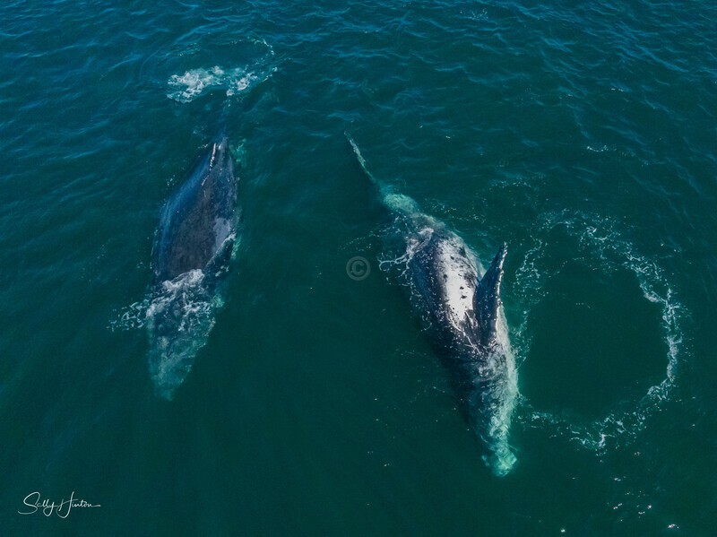 A Pair of Humpbacks Relaxing 12. DJI_0272 - 2025 Drone photos