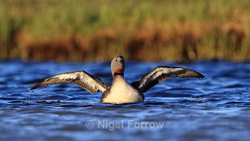 Red-throated Diver raising wings, Floi, Iceland - Red-throated Diver