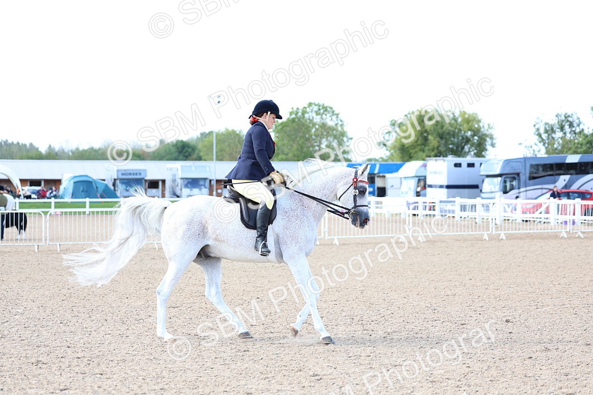 SBM_10861 - Class 305 - Ridden Foreign Breeds - Pure Bred