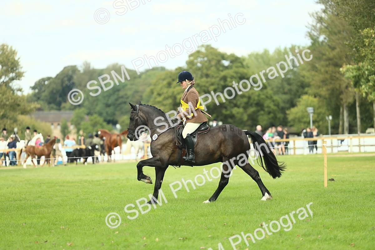 SBM_44948 - Working Hunter Pony Supreme Championship