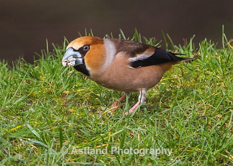 Astland Photography, Bird and Wildlife Images, Susan and Peter Wilson, U.K