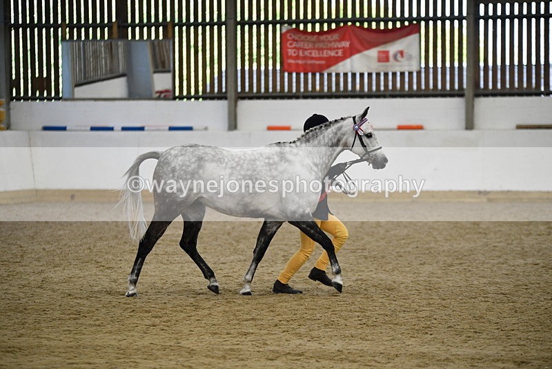 WJ5_5743 - Morning in hand Championship