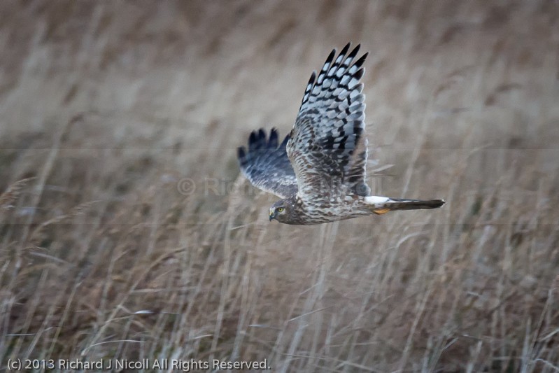 Hen Harrier (Circus cyaneus) ringtail - Hen Harrier (Circus cyaneus)