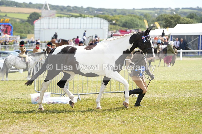 DSC07214 - Coloured Horse In Hand Championship