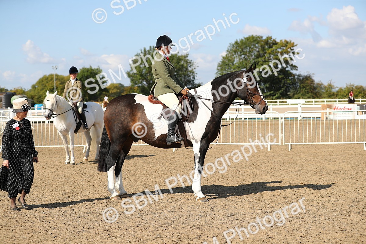 SBM_03187 - Class 44 Riding Club Horse/ Pony