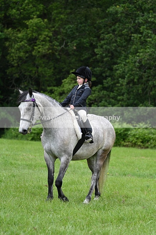 WJ7_3945 - Class 14A Handsome Gelding
