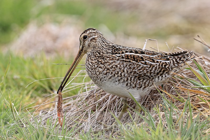 Magellanic Snipe with worm, Sea Lion Island, Falklands - Magellanic Snipe