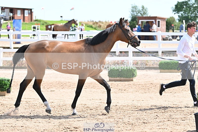 240717A-150213-02466 - Trot Up 3pm to 4pm