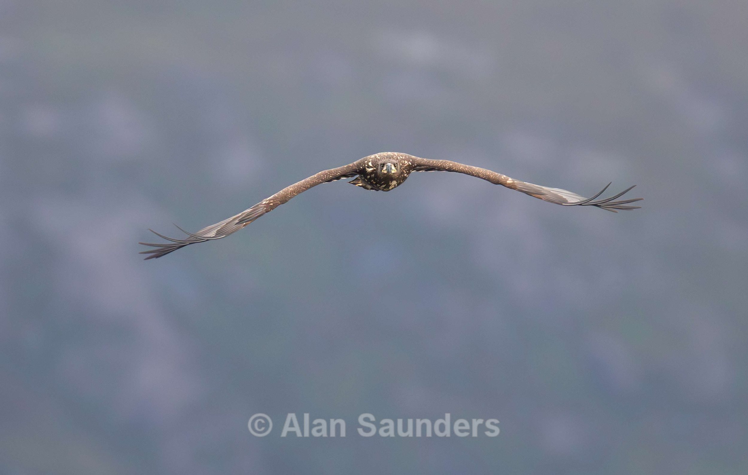 White Tailed Eagle 122