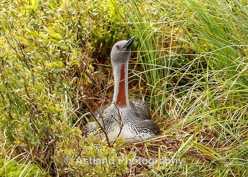 Astland Photography, Bird and Wildlife Images, Susan and Peter Wilson, U.K.