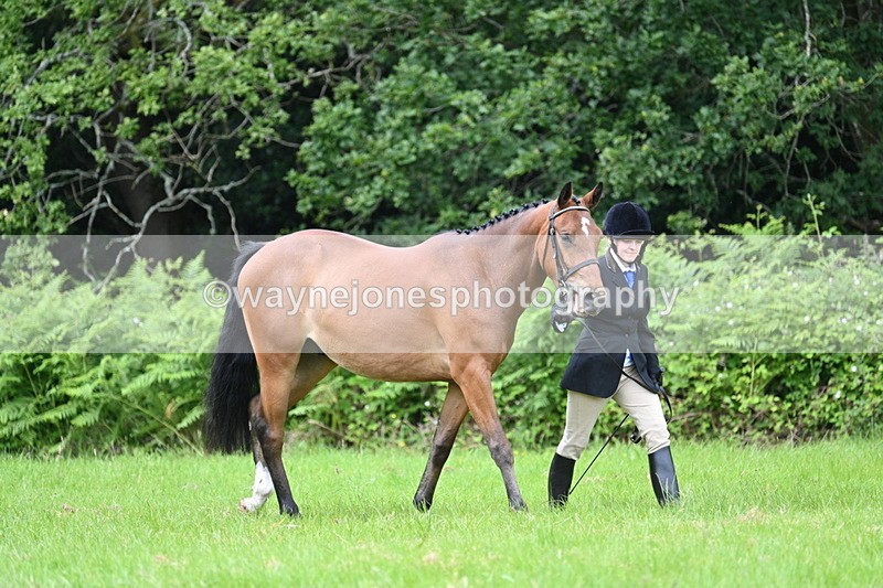 WJ7_3926 - Class 14A Handsome Gelding