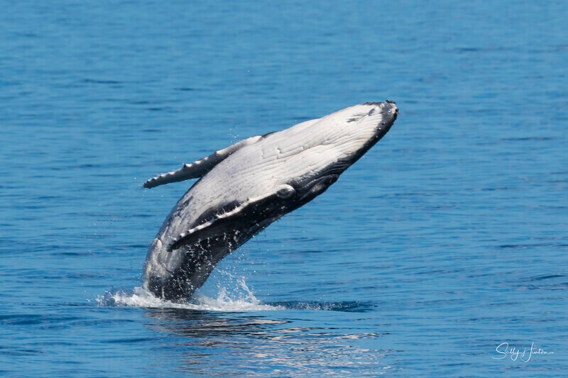 0A3A8797 - 2024 Hervey Bay Whales