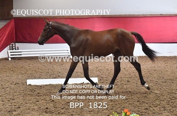 BPP_1825 - MORNING 9AM - 12PM